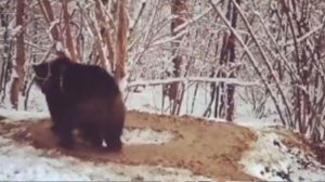 20 yıl zincire bağlı kalan ayı doğaya salındı, yaptığı hareket herkesi kahretti