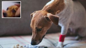 Öleceğini anlayan kanser hastası köpeğin son anları yürekleri parçaladı