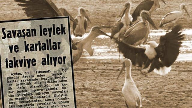 Türkiye'de bugün bile açıklanamayan gizemli olay: Kartallar ve leyleklerin kanlı savaşı